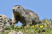 Alpinemarmot