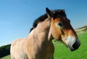 Ardennes Horse
