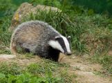 Badger