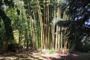 Bamboo Bamboo