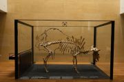 Bison Skeleton