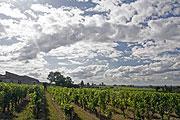 Vineyard near Bordeaux