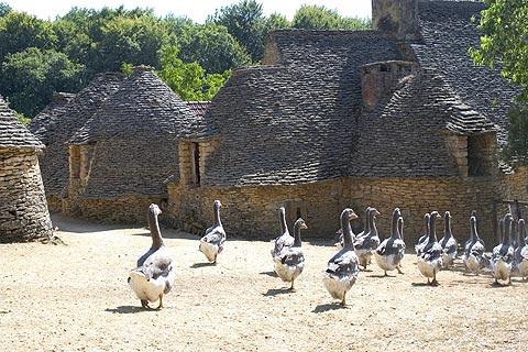 geese among the cabanes du Breuil