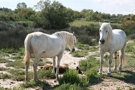 photo of Camargue