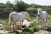 Camargue
