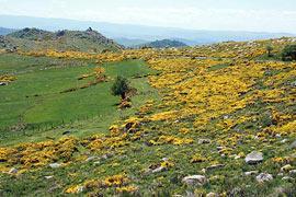photo of Cevennes National Park