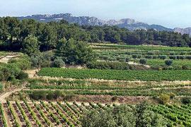 photo of Dentelles de Montmirail