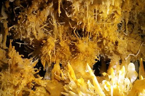 exentriques in the Grotte du Grand Roc