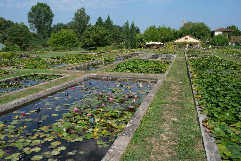 Latour Marliac waterlily nursery and garden