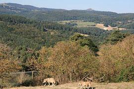 photo of Les loups du Gevaudan