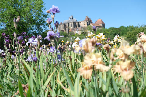 Iris en Perigord in Biron