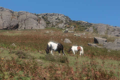 Horses seen from the Petit Train de la Rhune