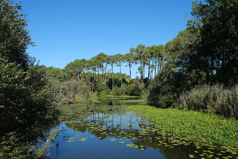 Promenade fleurie near Mimizan