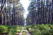 Forests of the Landes