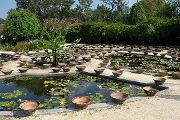 Latour-Marliac waterlily garden