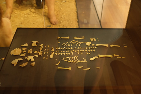 Le Moustier skeleton