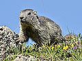 Alpine Marmot