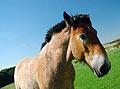 Ardennes horse