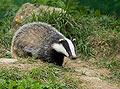Badger- french animals