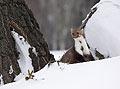 Beech Marten