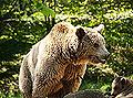 Brown bear - wildlife in France