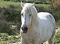 Camargue horse