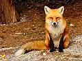 Fox - french animals