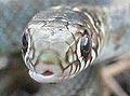 Grass snake - reptile in France