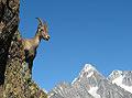 Ibex - french animals