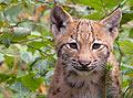 Lynx