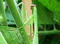 Praying Mantis, French insects