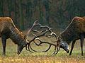 Red Deer - wildlife in france