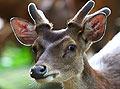 Roe deer- french animals