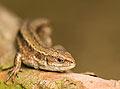 Lizards - french reptiles