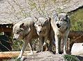 Wolf - french animals
