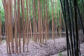 photo of Prafrance bamboo garden