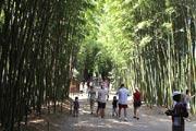 Prafrance bamboo garden