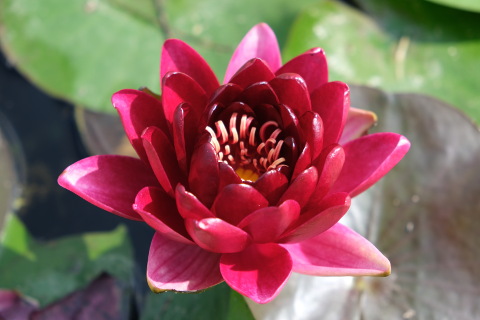 Latour Marliac waterlily nursery and garden