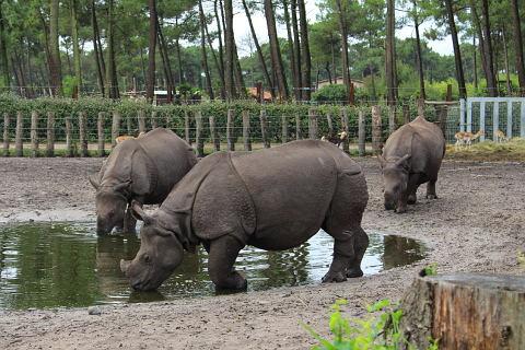 Indian Rhino's at Arcachon Zoo