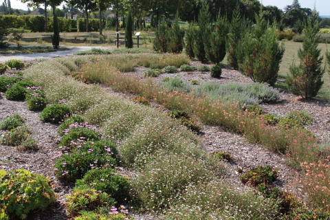 sea of flowers garden at Le Bouquet