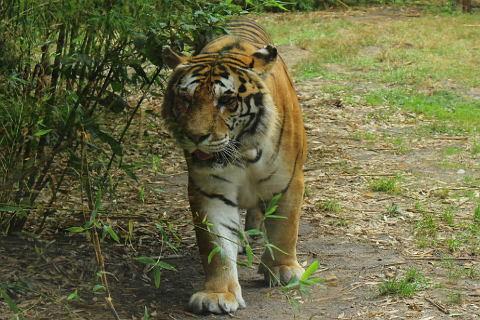 Tiger at Arcachon Zoo