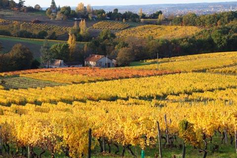 view from near the Chateau de Monbazillac