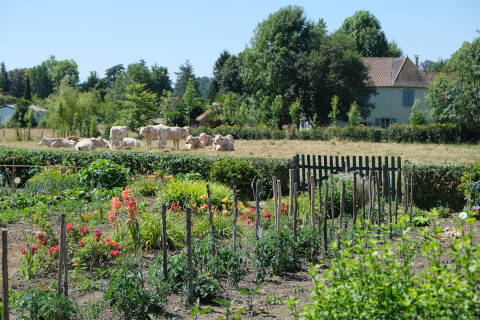 cows in field in centre of Laas