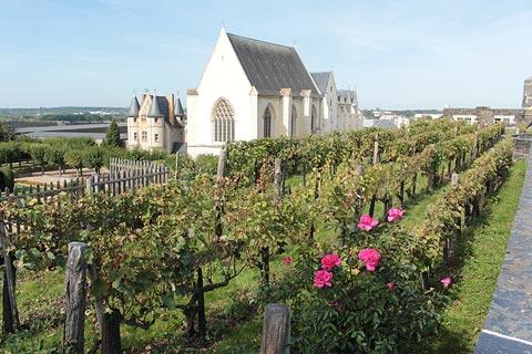 Vineyard on the ramparts of Angers Chateau